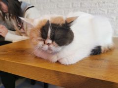 -平行世界·猫咖(首经贸店)