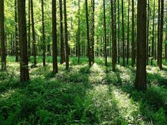 -黄海国家森林公园