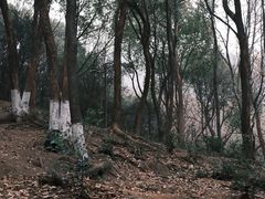 -杭州半山国家森林公园