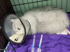 -宠颐生猫科·内科皮肤科(西平世纪城店)