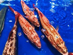 -三亚火车头万人海鲜广场