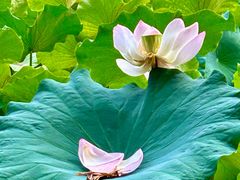 -四川大学(华西校区)