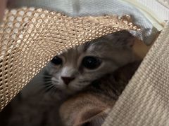 -心仪动物医院·牙专科·肿瘤·心脏科(西客站院)