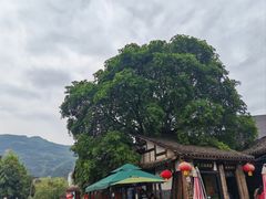 -后柳水乡