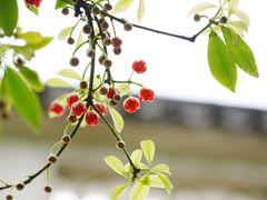 -东山雕花楼