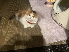 -momokira米努特·德文卷毛猫·棉花面纱犬