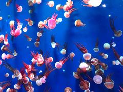 -成都浩海立方海洋公园