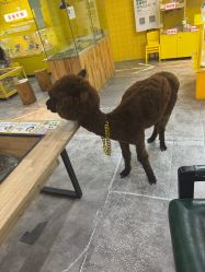 -神奇动物撸宠馆·羊驼·小浣熊·异宠(豫园店)