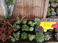 -丹樱生态园