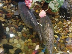 -丰圆轩粤式茶楼 . 点心粤菜(夏茅店)