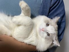 -屋虎猫馆(宝安大仟里店)