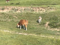 -塞罕坝国家级自然保护区