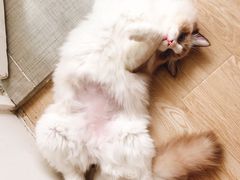 -宠爱国际动物医院·消化内科·心肾内科·ISFM猫友好(望京店)