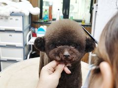 -鑫艺宠物美容培训学校