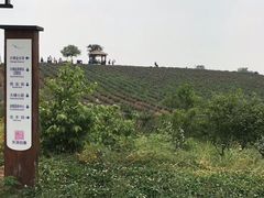 -大塘金香草谷