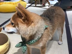 -逗柴咖啡屋·狗咖猫咖宠物桌游