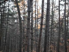 -帽儿山国家森林公园