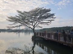 -海珠湖公园