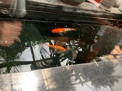 景观位-惠丰源烩面馆(经七路店)