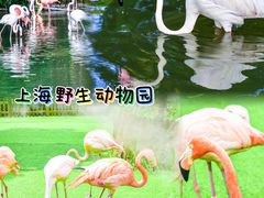-上海野生动物园