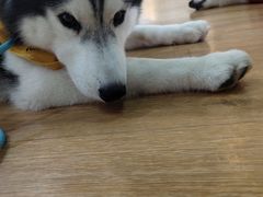 -Husky Go! 哈士奇体验馆·宠物咖啡厅狗咖
