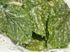 炸桑叶-志晖园圆子鸡·辣子鸡(阳光店)