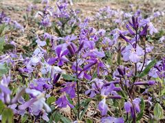 -国家植物园南园