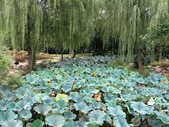 -郑州植物园