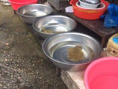 -马王堆海鲜水产市场