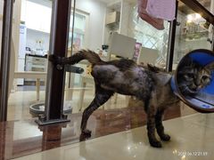 -爱诺耐芙动物医院(万博店)