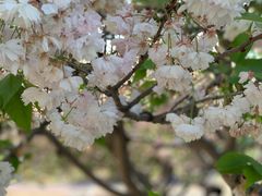 -济南国际园博园