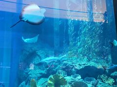 -迪拜水族馆及水下动物园