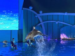 -海合安青岛极地海洋公园