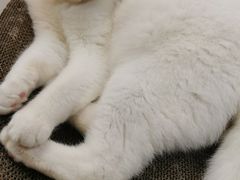 -Heymao猫咖.咖啡厅(东门店)