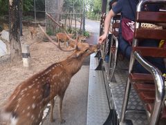 -清迈夜间动物园