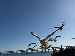 -星海湾跨海大桥