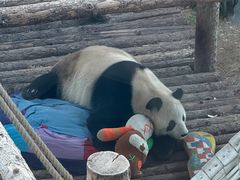 -大连森林动物园