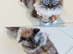 -怪兽屋·羊驼·猫咖·狗咖(俊华广场店)