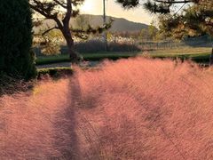 -羊亭河湿地公园