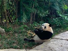 -广州长隆野生动物世界