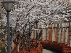 -高东镇樱花园