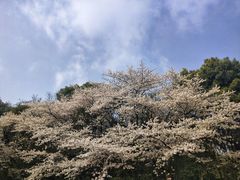 -武汉大学-樱园
