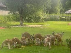 -泉州海丝野生动物世界