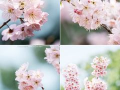 -重庆园博园