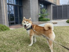 -瑞鹏宠物医院·骨科·猫科·内科(第一中心)