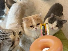 -飞行喵MR PILOT|猫舍·猫咖(静安大融城店)