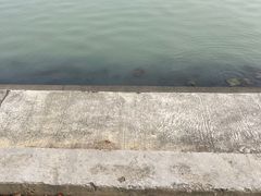 -贡湖湾湿地公园