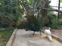 -瑞丽独树成林风景区