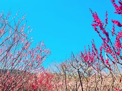 -雨花胜境