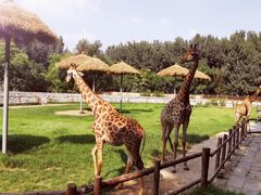 -北京野生动物园